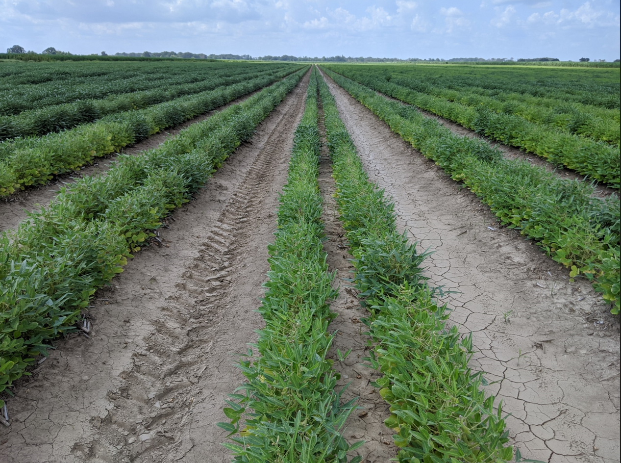 Nitrogen deficiency in the field.PNG thumbnail